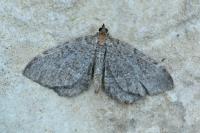 Philereme vetulata