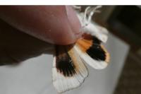 Noctua tirrenica