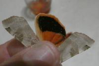 Noctua tirrenica