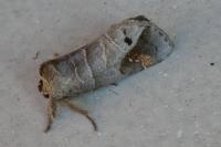 Clostera anachoreta