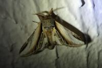 Pheosia tremula