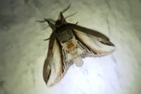 Pheosia tremula
