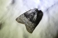 Meganola togatulalis