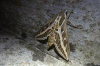 Hyles livornica