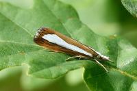 Catoptria pyramidellus