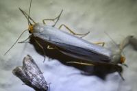 Eilema caniola