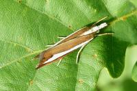 Catoptria pyramidellus