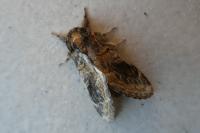 Notodonta tritophus