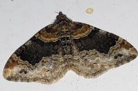 Xanthorhoe ferrugata