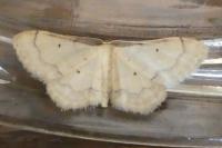 Idaea politaria