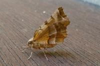 Selenia dentaria