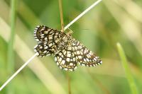 Chiasmia clathrata