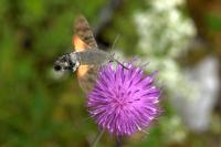 Macroglossum stellatarum