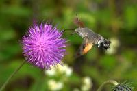 Macroglossum stellatarum