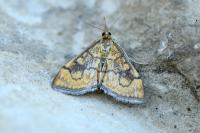 Anania verbascalis