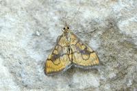Anania verbascalis