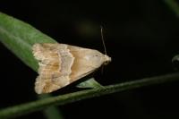 Eublemma parva