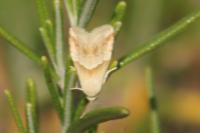 Eublemma parva