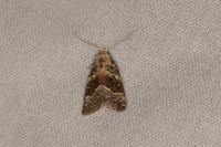 Nola squalida