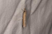 Pediasia contaminella