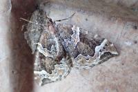 Eulithis prunata