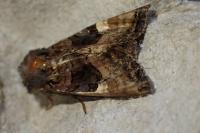 Euplexia lucipara