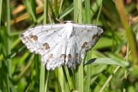 Scopula ornata