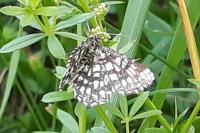 Chiasmia clathrata