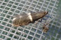 Elegia similella