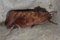 Cosmia pyralina
