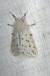 Spilosoma lubricipeda