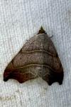 Laspeyria flexula