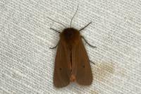 Phragmatobia fuliginosa