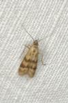 Homoeosoma sinuella
