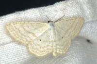 Scopula immutata