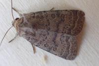 Hoplodrina octogenaria/blanda