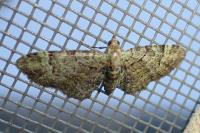 Pasiphila rectangulata