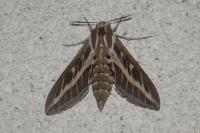 Hyles livornica