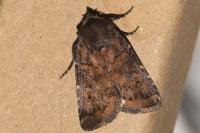Rusina ferruginea