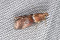 Acrobasis repandana