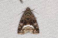 Deltote pygarga