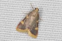 Hypsopygia costalis