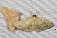Patania ruralis