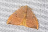 Watsonalla binaria