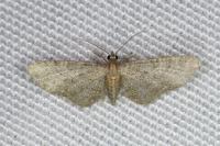 Eupithecia haworthiata