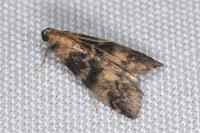 Euzophera pinguis