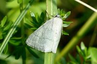 Pseudoterpna pruinata