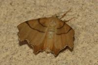 Ennomos erosaria