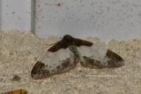 Mesoleuca albicillata