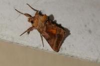 Autographa jota